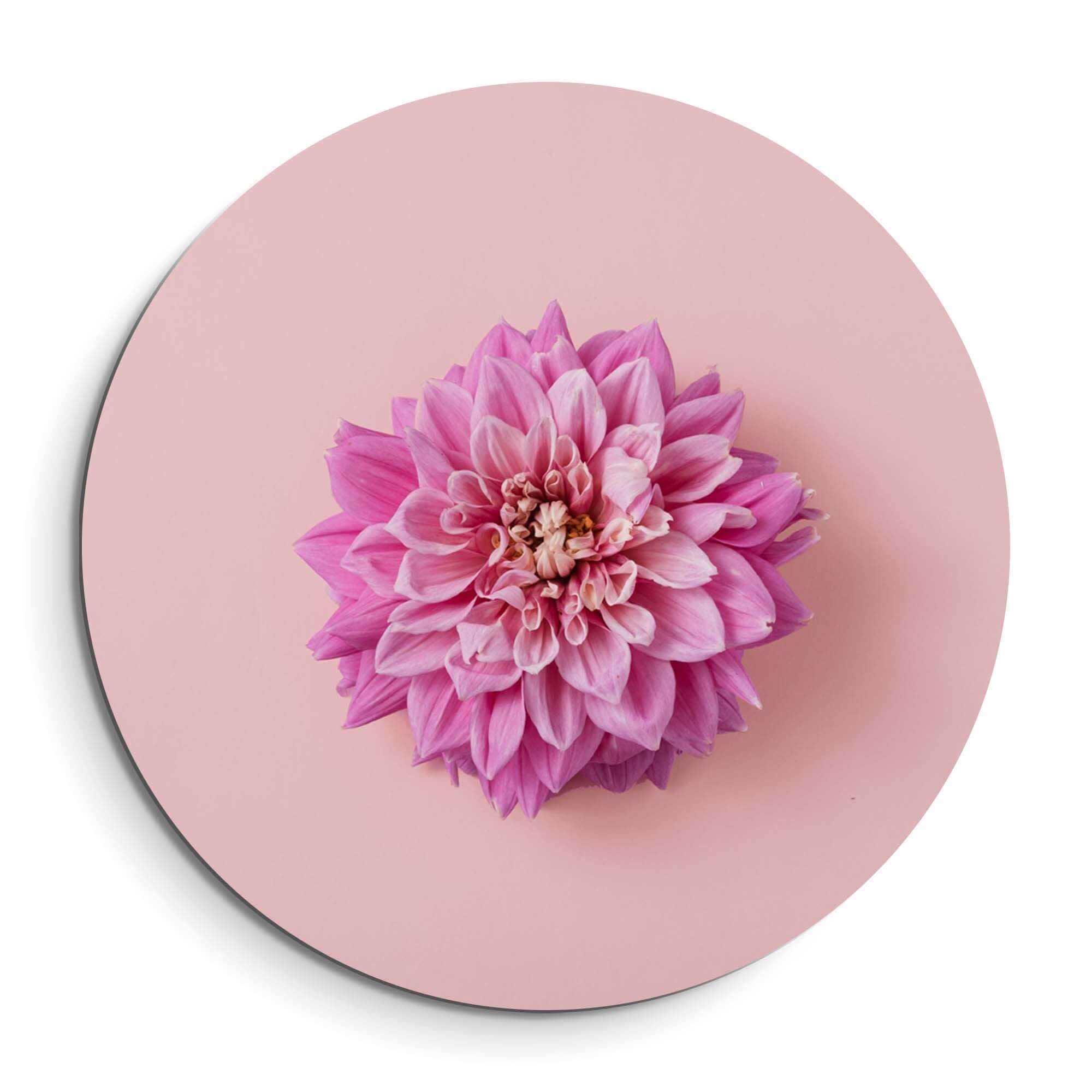 Soft Dahlia - Wandbild mit einer verträumten rosa Dahlie auf einem pastellfarbenen Hintergrund.