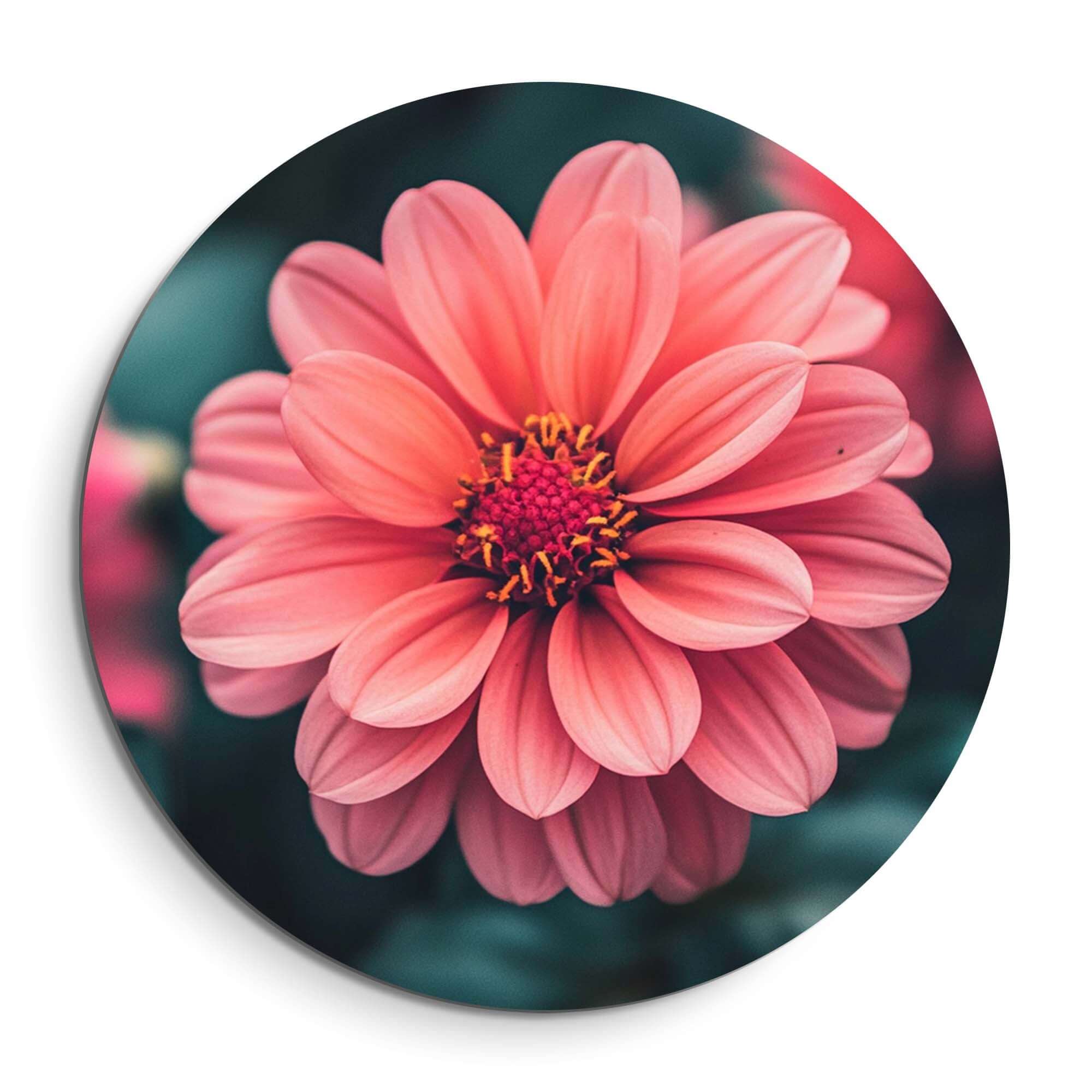 Sunset Dahlia - Wandbild, warme lachsrosa Dahlie auf grünem Hintergrund, Wandbild für Innendekoration.